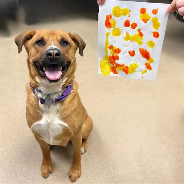 TEDDY, Adoptable, Young Male Rhodesian Ridgeback & Mixed Breed.