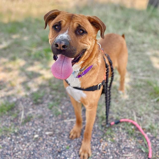 TEDDY, Adoptable, Young Male Rhodesian Ridgeback & Mixed Breed.