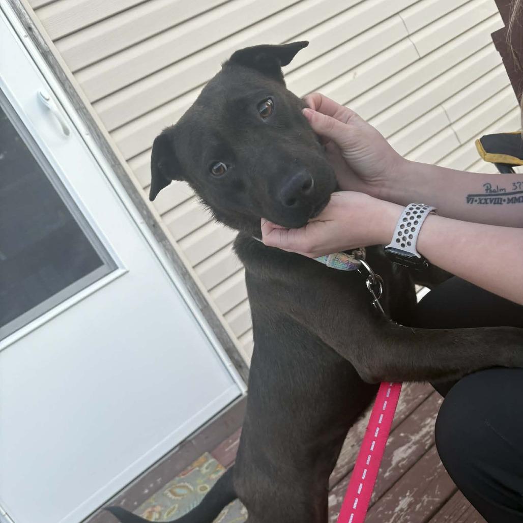 Stella, Adoptable, Young Female Mixed Breed.