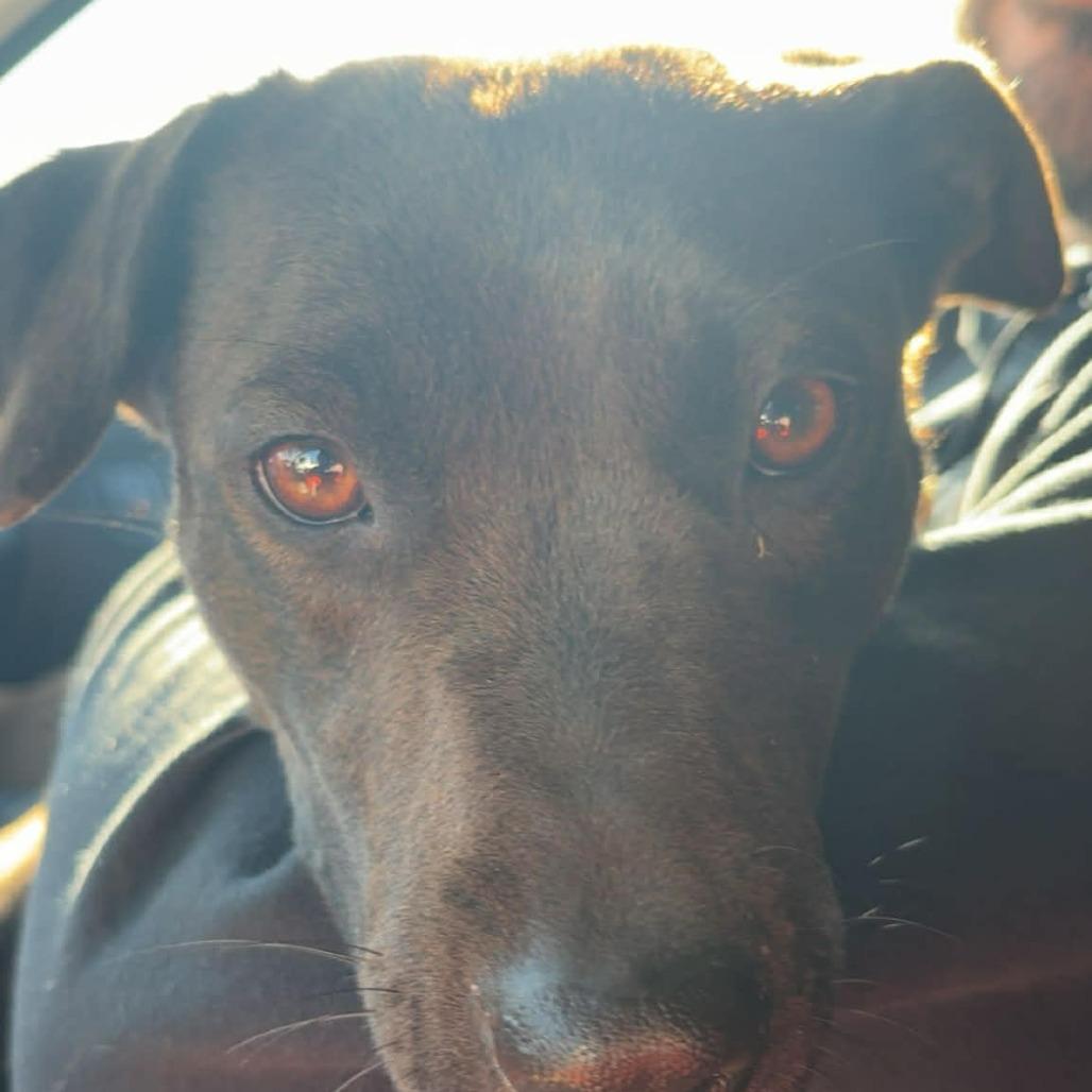 Enlarge Stella, a Adoptable Mixed Breed in Boone, IA image 2/2