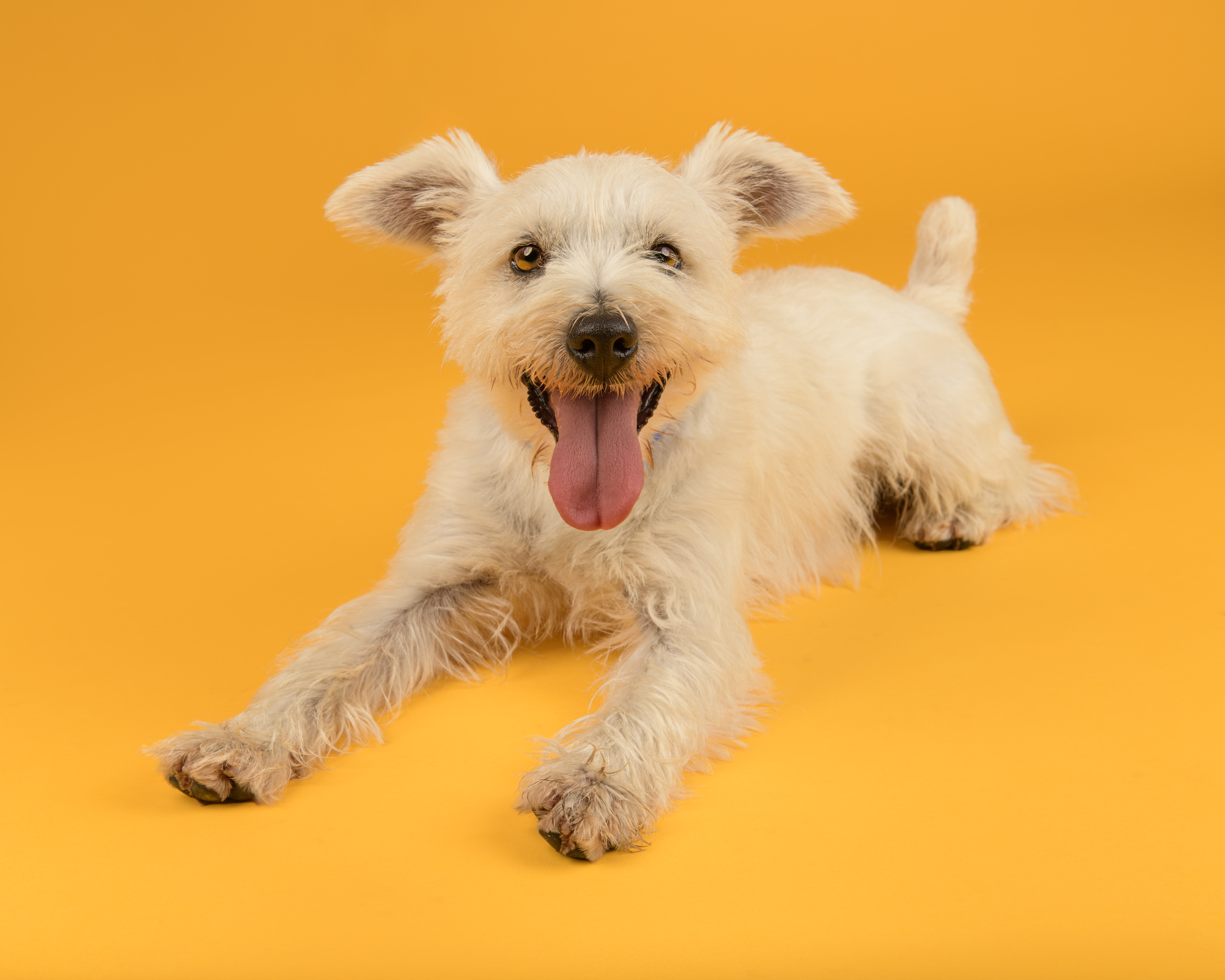 Enlarge Toby, an adoptable Terrier in Southold, NY image 1/1