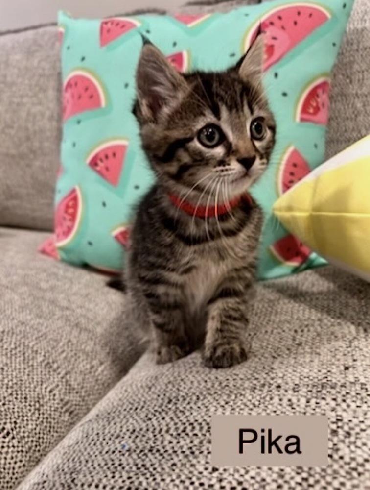 Enlarge Pika, a Adoptable Domestic Short Hair in Chalfont, PA image 2/2