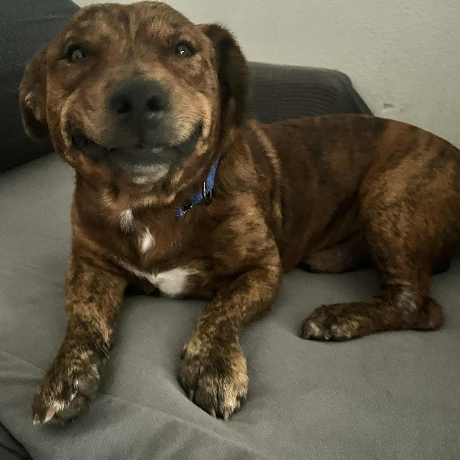 Sploot