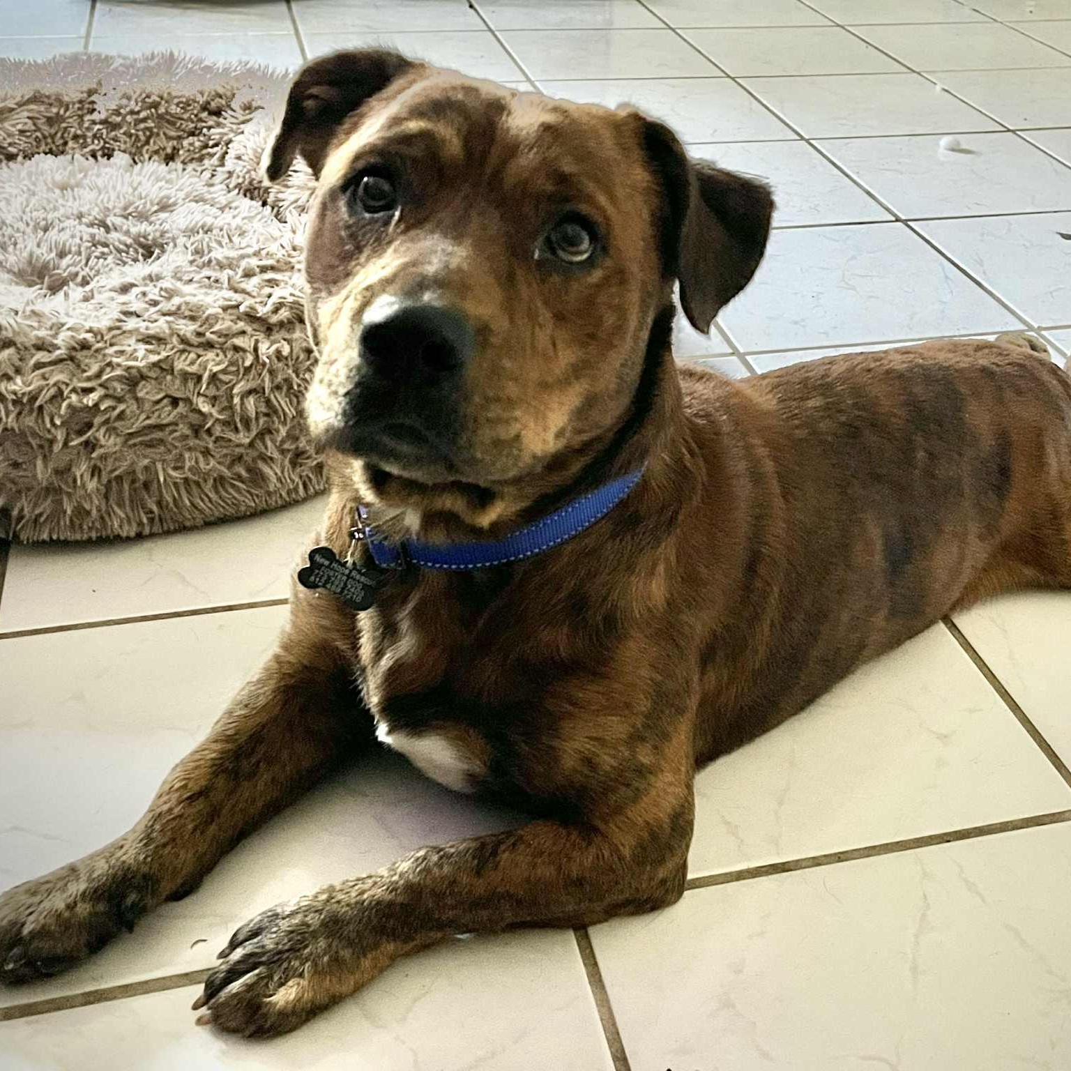 Sploot