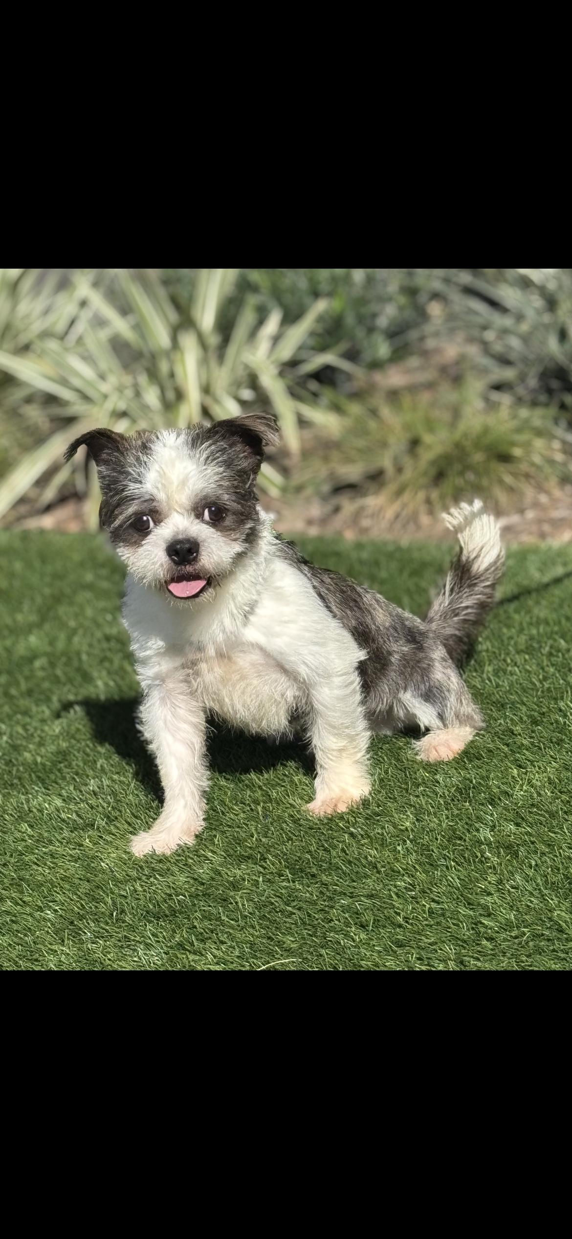 Enlarge CASH, an adopted mixed breed in Branford, CT image 2/3