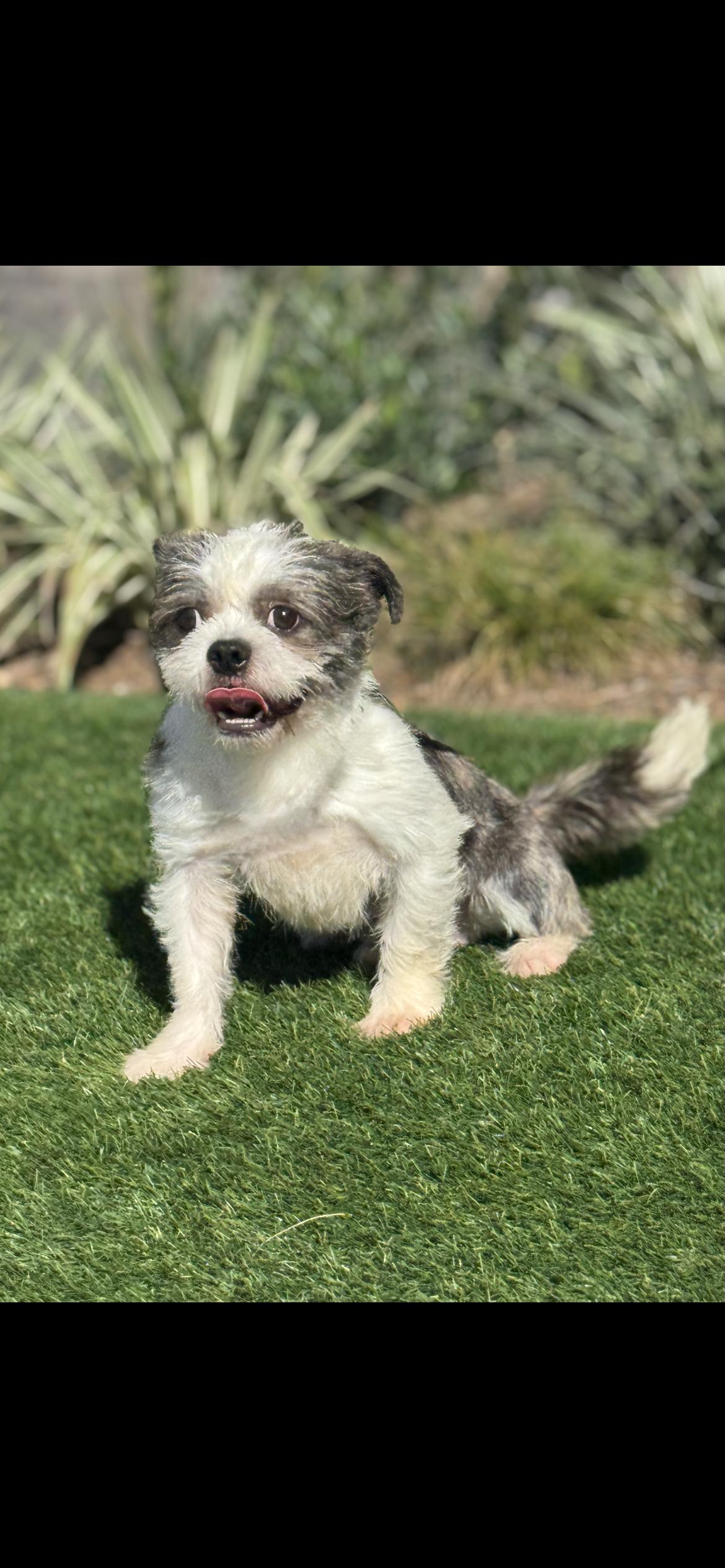 Enlarge CASH, an adopted mixed breed in Branford, CT image 3/3