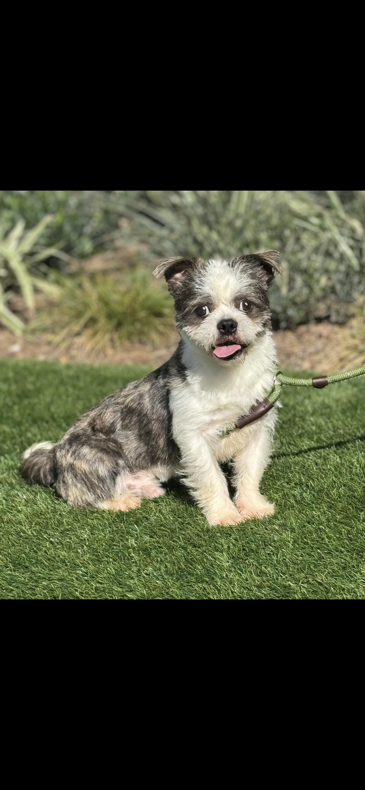 CASH, adopted, Young Male Shih Tzu.