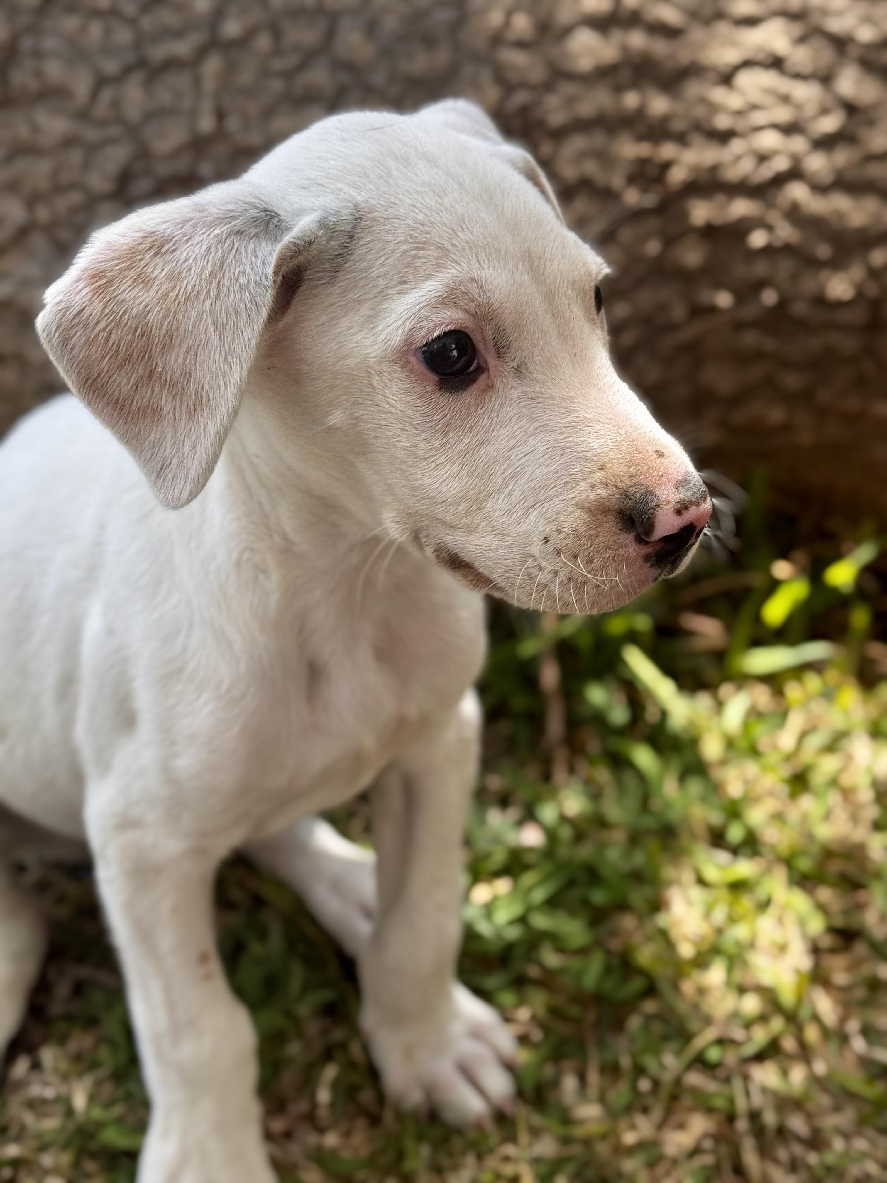 Enlarge Ross, a Adoptable mixed breed in Manvel, TX image 3/6