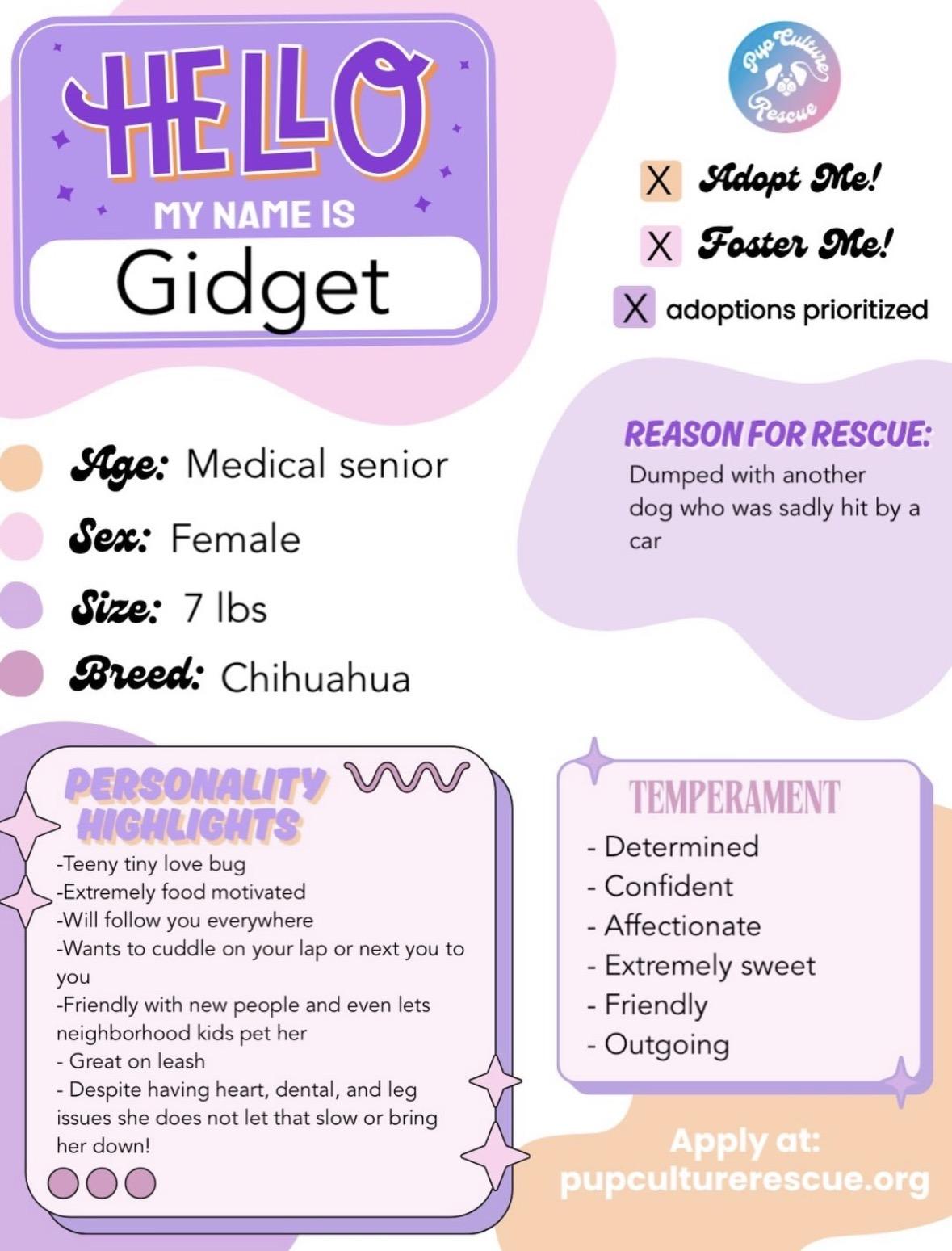 Enlarge Gidget, a Adoptable Chihuahua in Pasadena, CA image 2/5