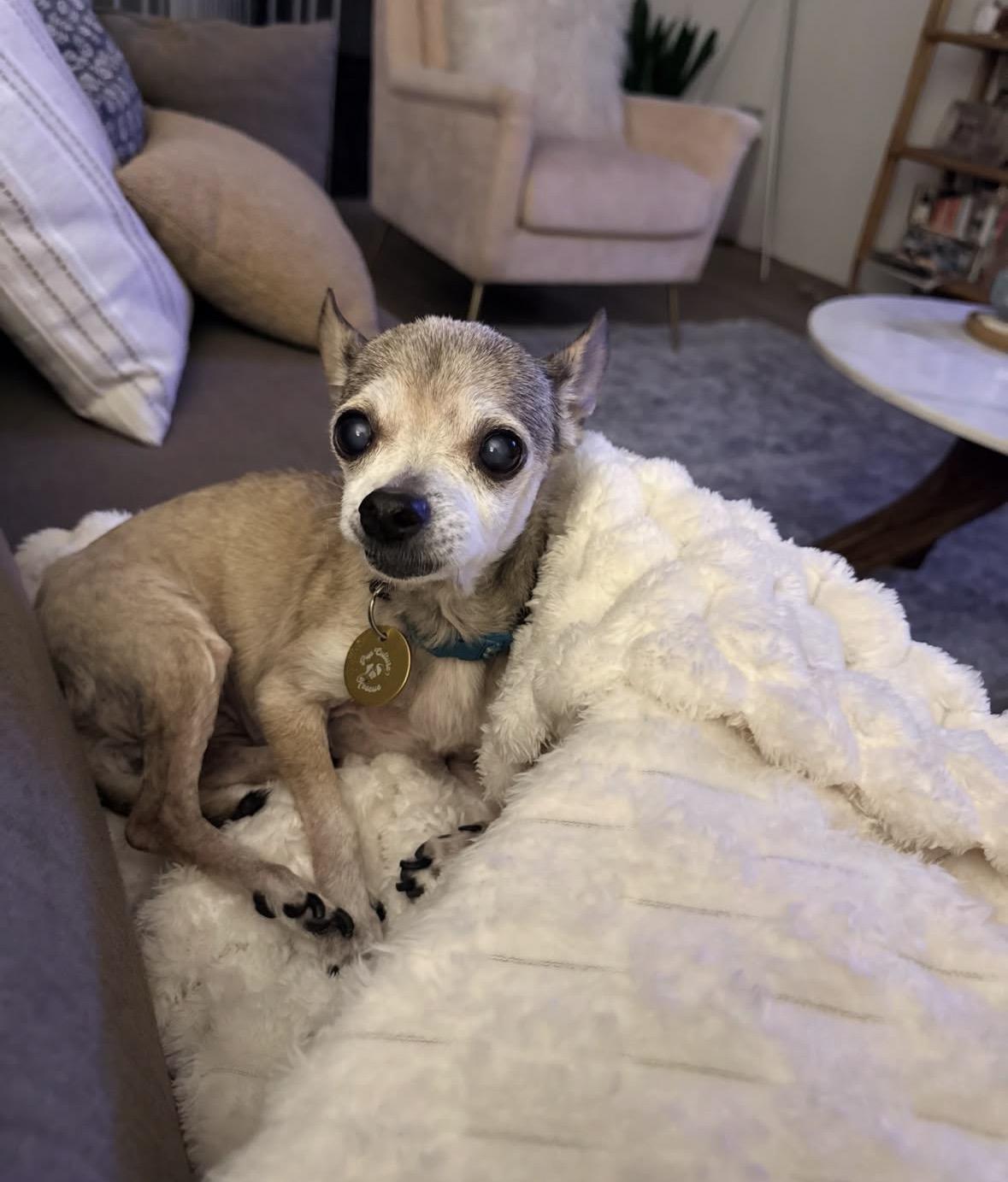 Enlarge Gidget, a Adoptable Chihuahua in Pasadena, CA image 5/5