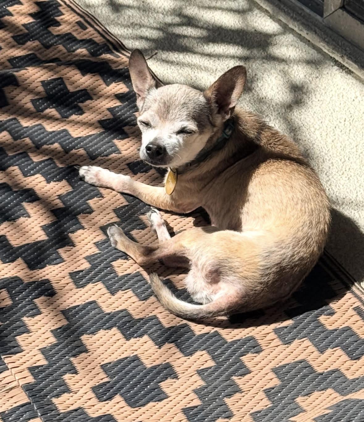 Enlarge Gidget, a Adoptable Chihuahua in Pasadena, CA image 3/5