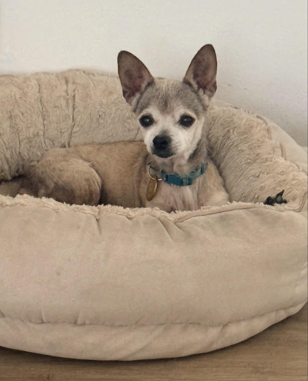 Gidget, Adoptable, Senior Female Chihuahua.