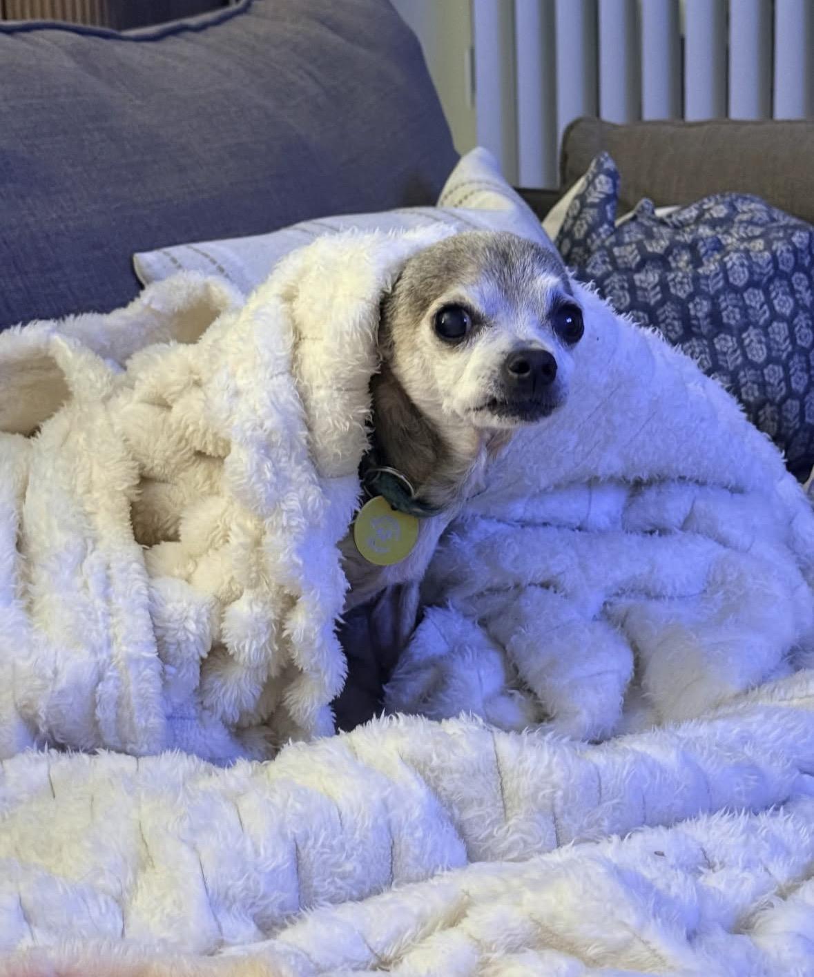 Enlarge Gidget, a Adoptable Chihuahua in Pasadena, CA image 4/5