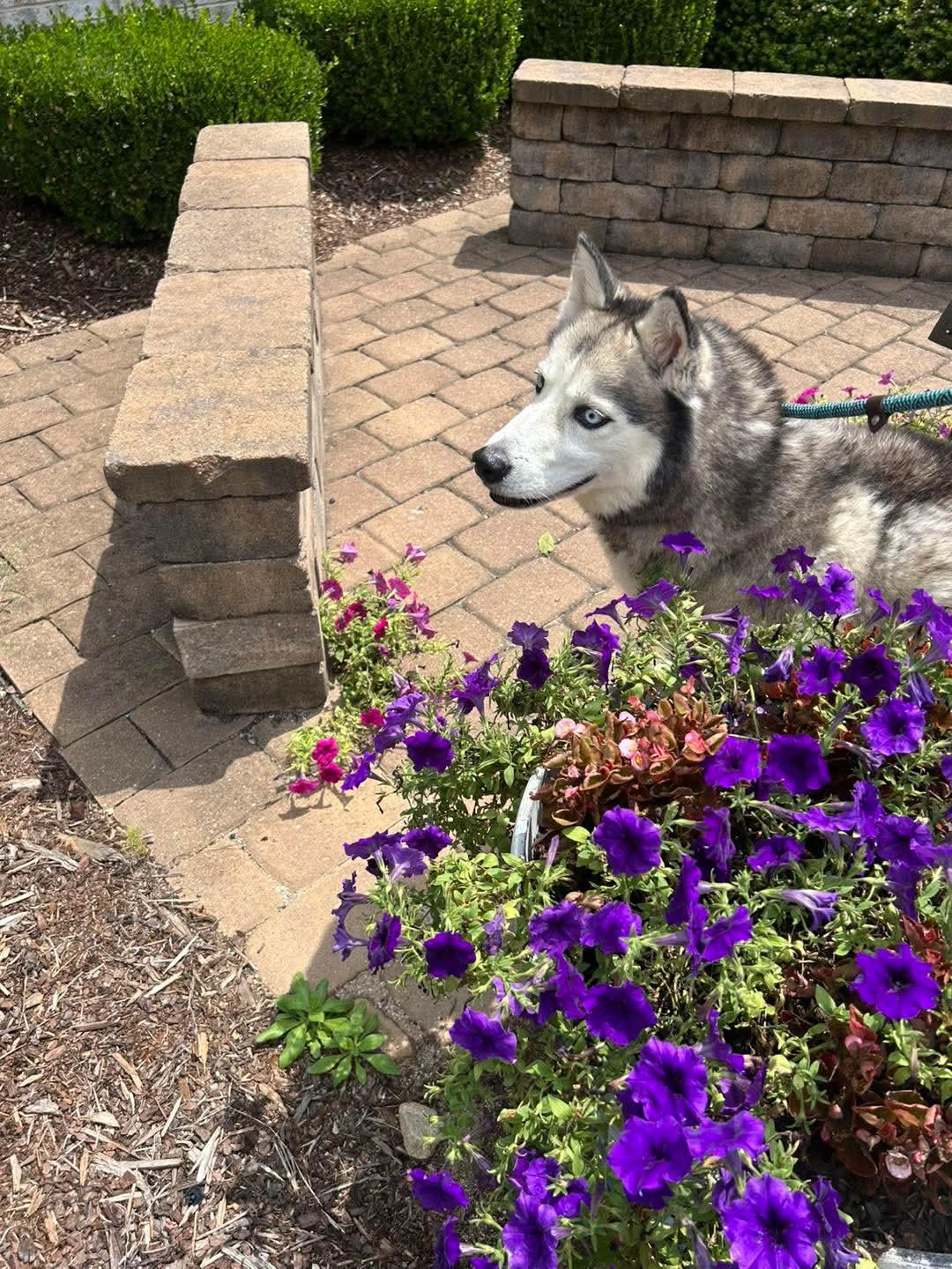 Enlarge Nicki, a Adoptable Siberian Husky in Stuart, VA image 3/4
