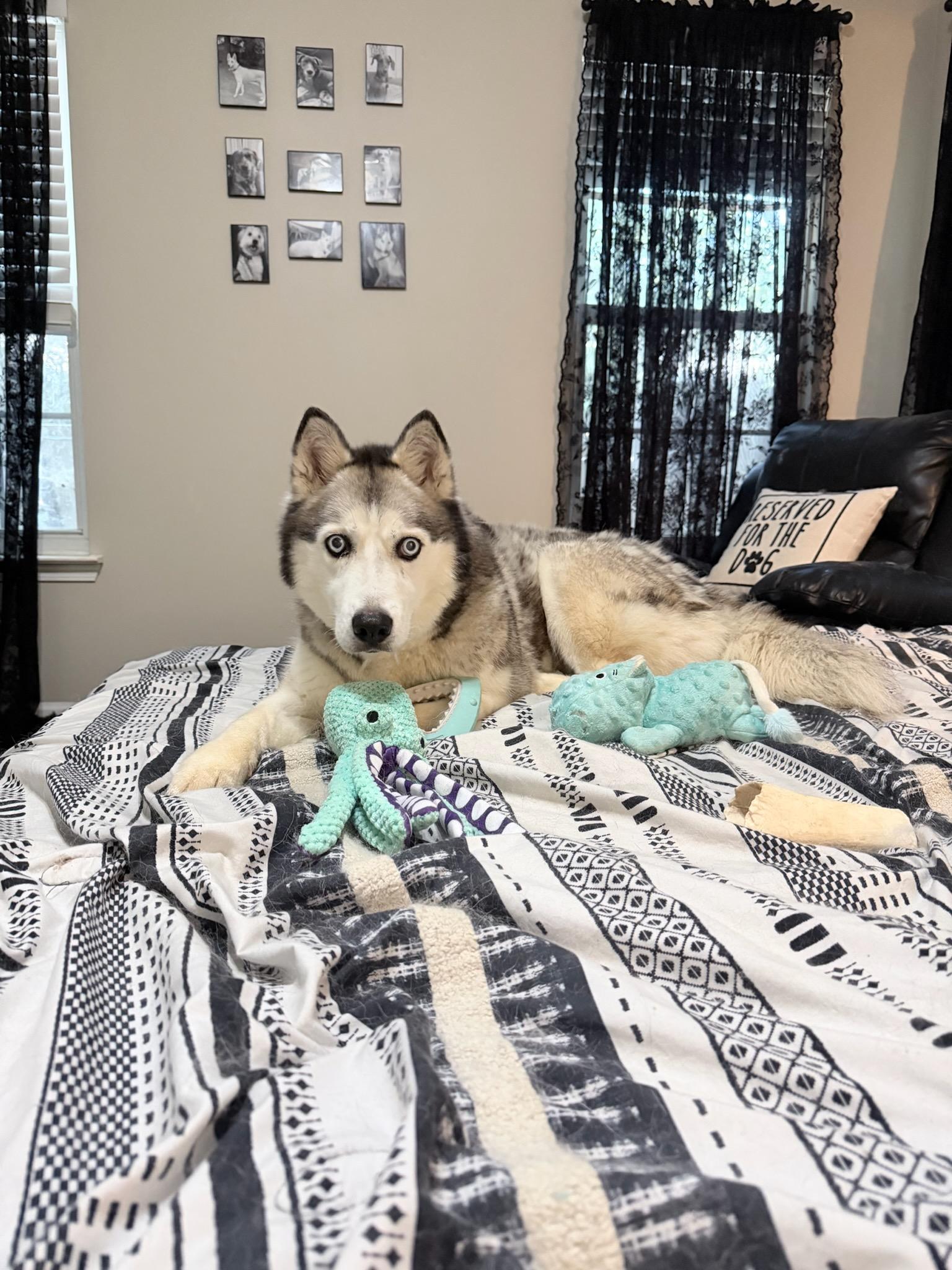 Enlarge Nicki, a Adoptable Siberian Husky in Stuart, VA image 2/4