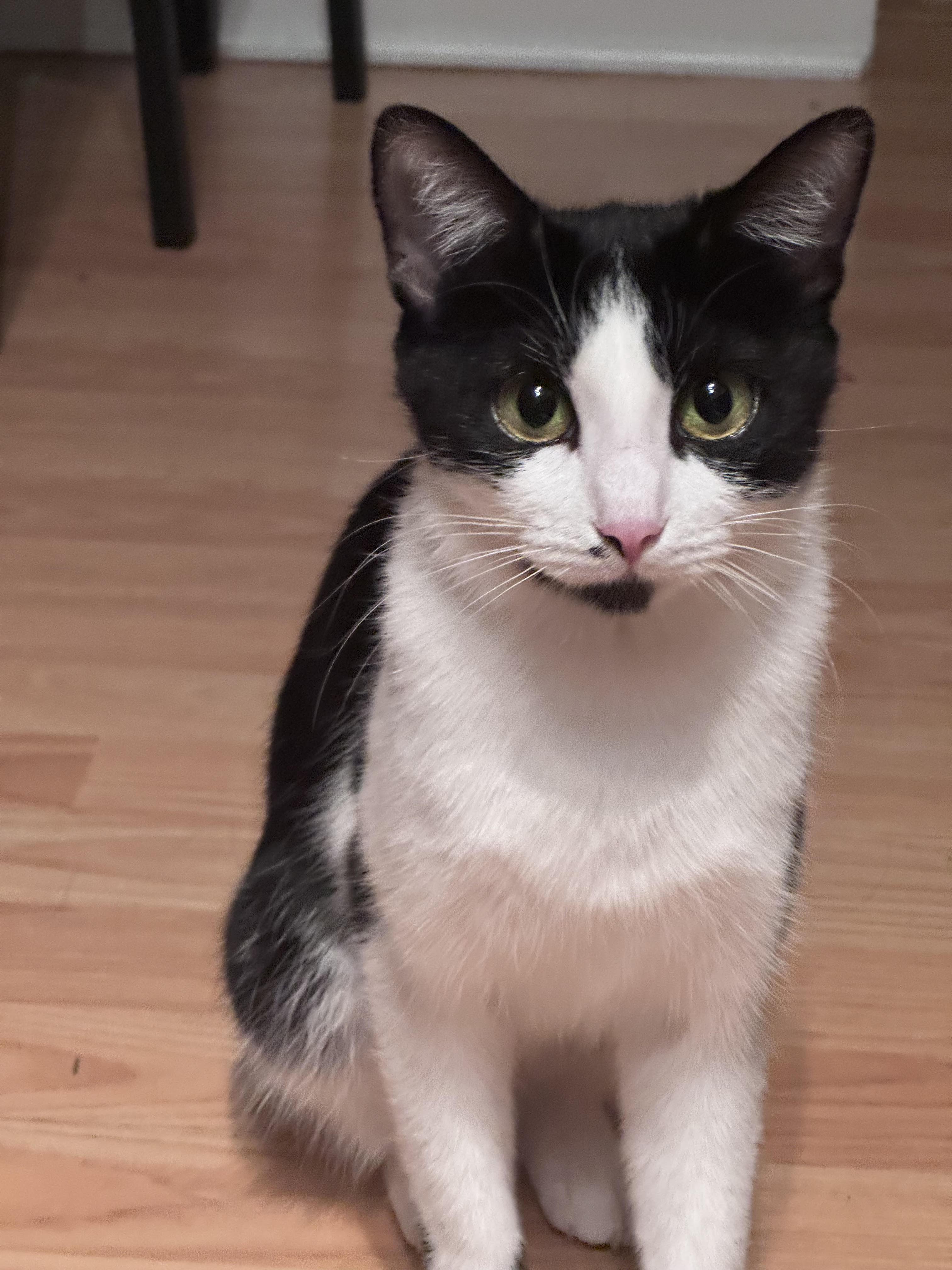 Holly, a ADOPTABLE Domestic Short Hair in Buffalo, NY image 1/3