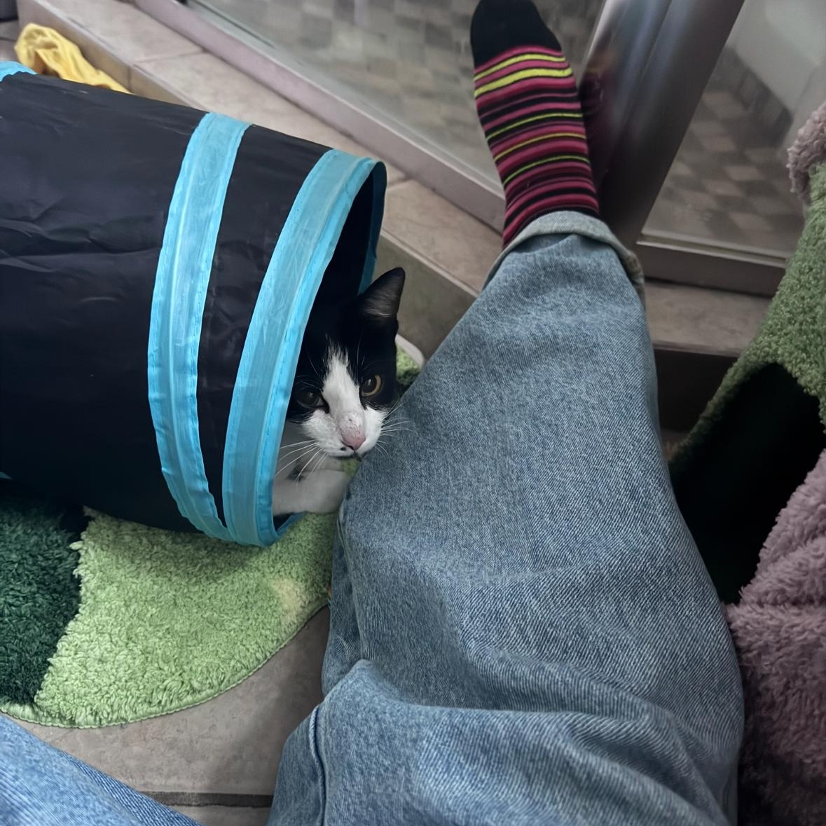 Holly, a ADOPTABLE Domestic Short Hair in Buffalo, NY image 2/3