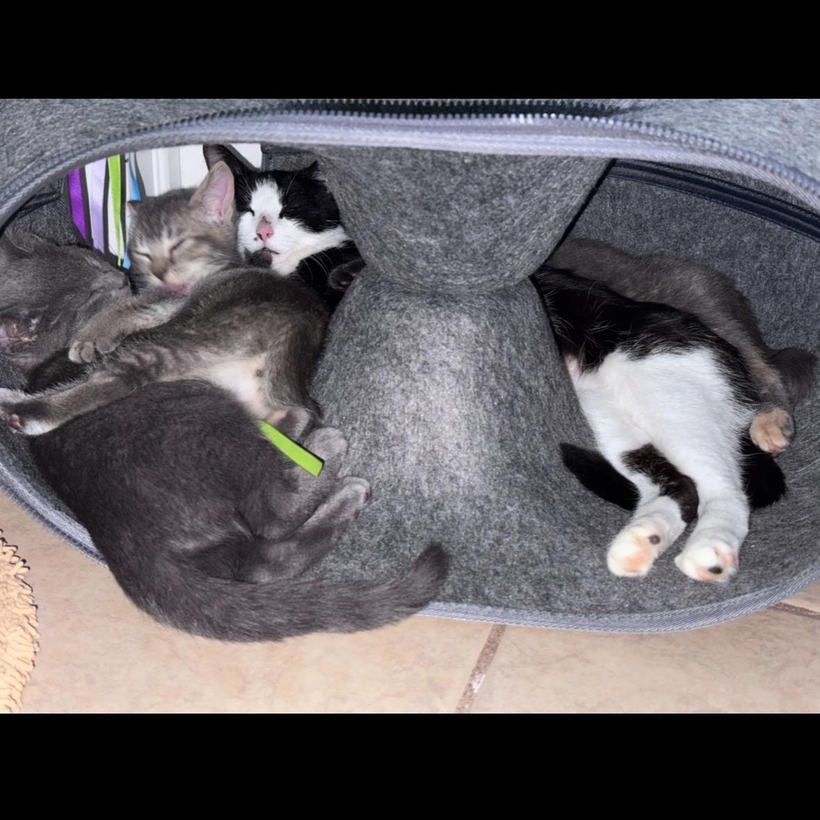 Holly, a ADOPTABLE Domestic Short Hair in Buffalo, NY image 3/3