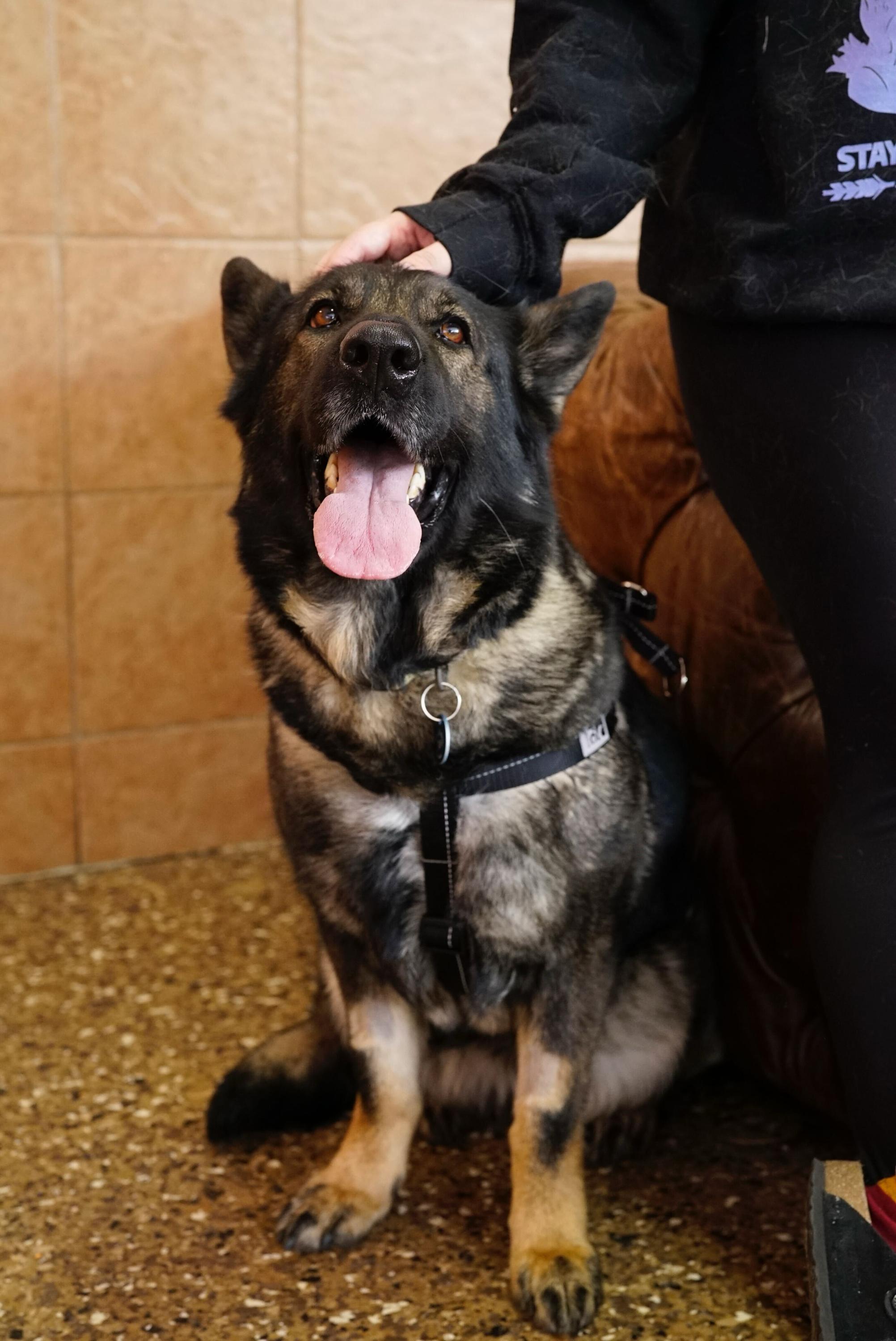 Roxy, a ADOPTABLE mixed breed in Pasadena, CA image 5/6