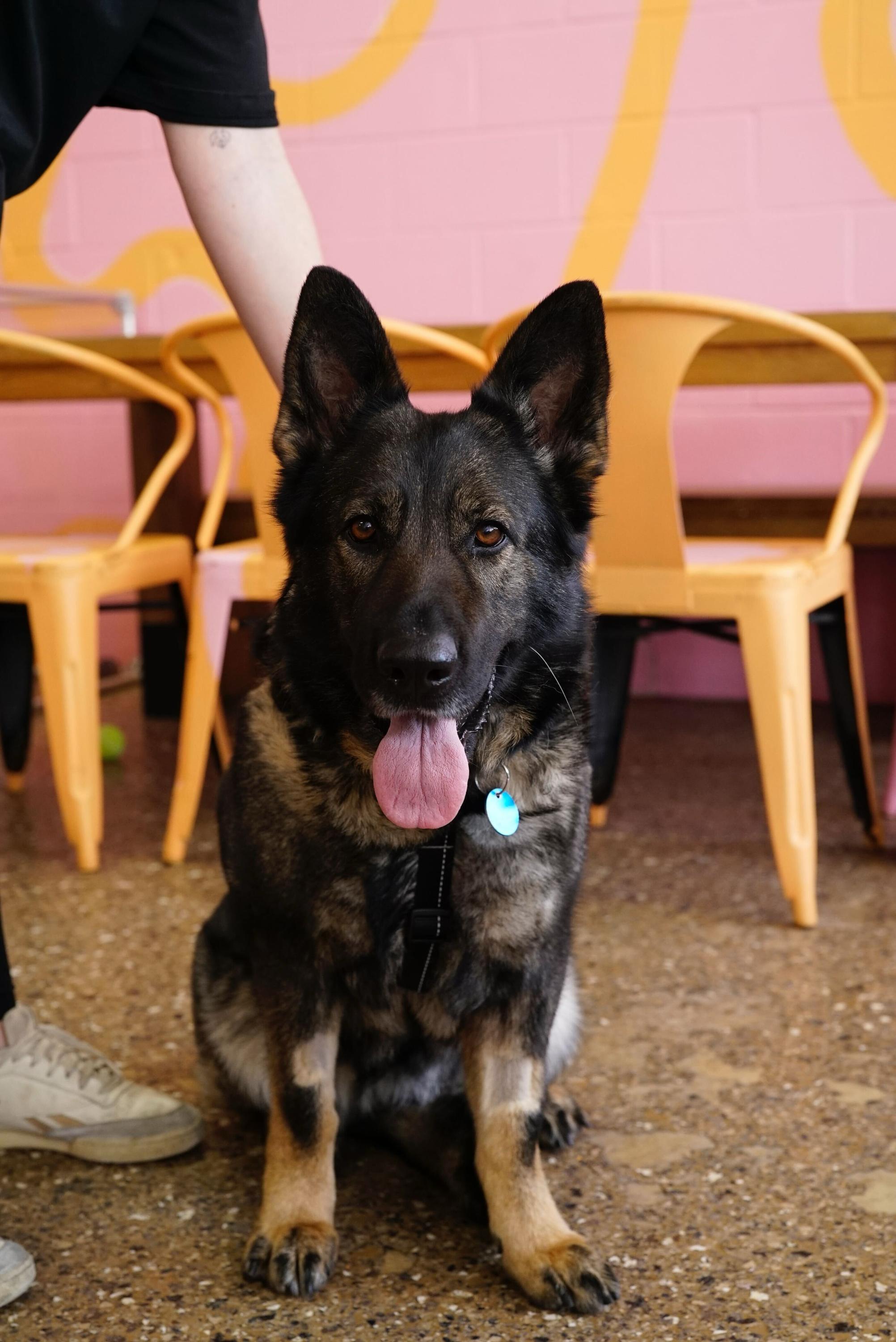 Roxy, a ADOPTABLE mixed breed in Pasadena, CA image 6/6