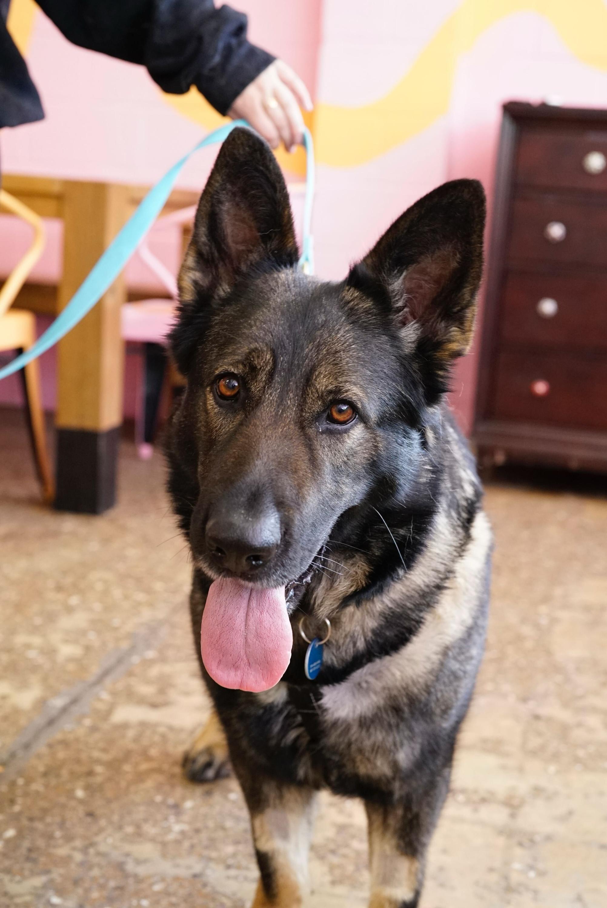 Roxy, a ADOPTABLE mixed breed in Pasadena, CA image 1/6