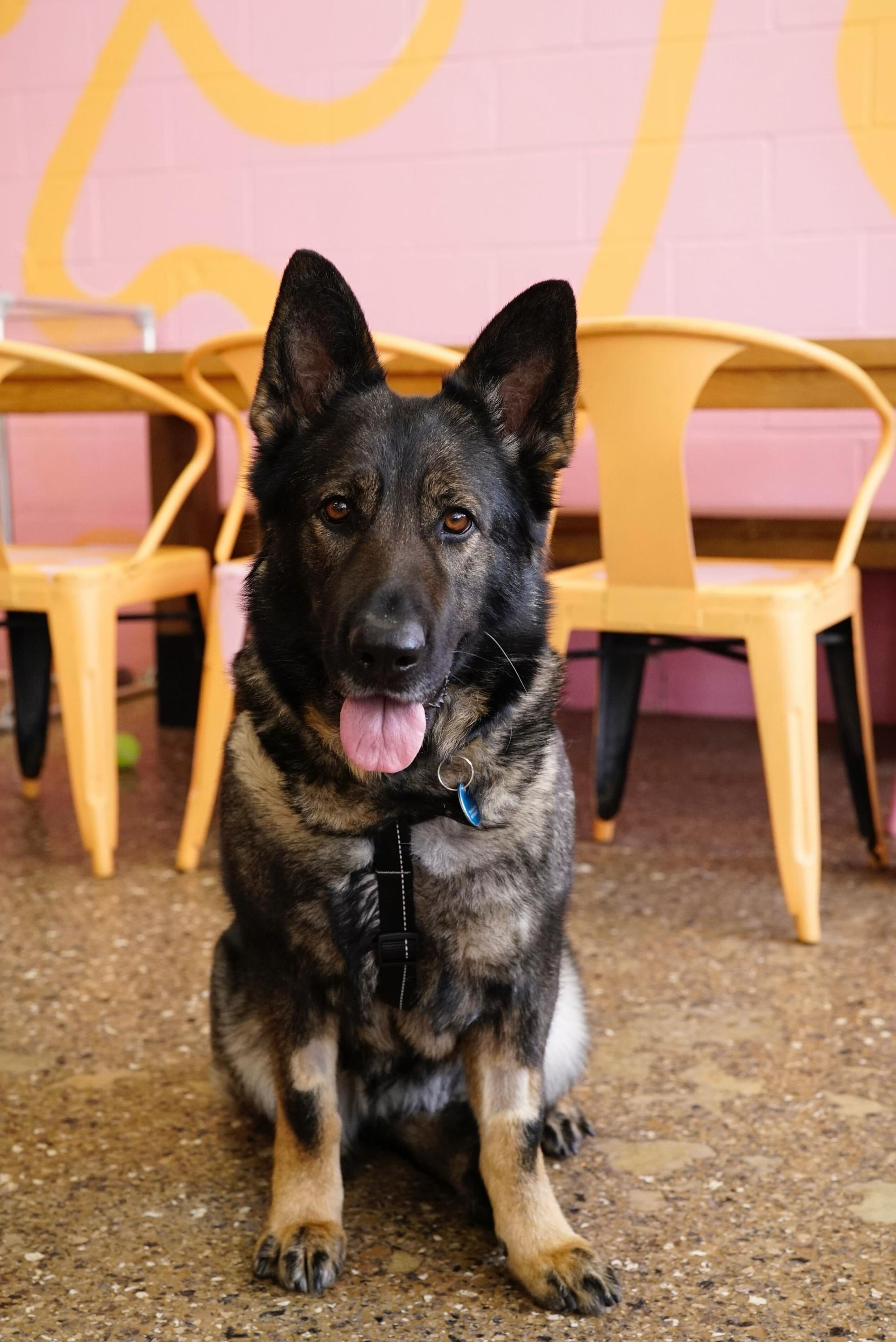 Roxy, a ADOPTABLE mixed breed in Pasadena, CA image 4/6