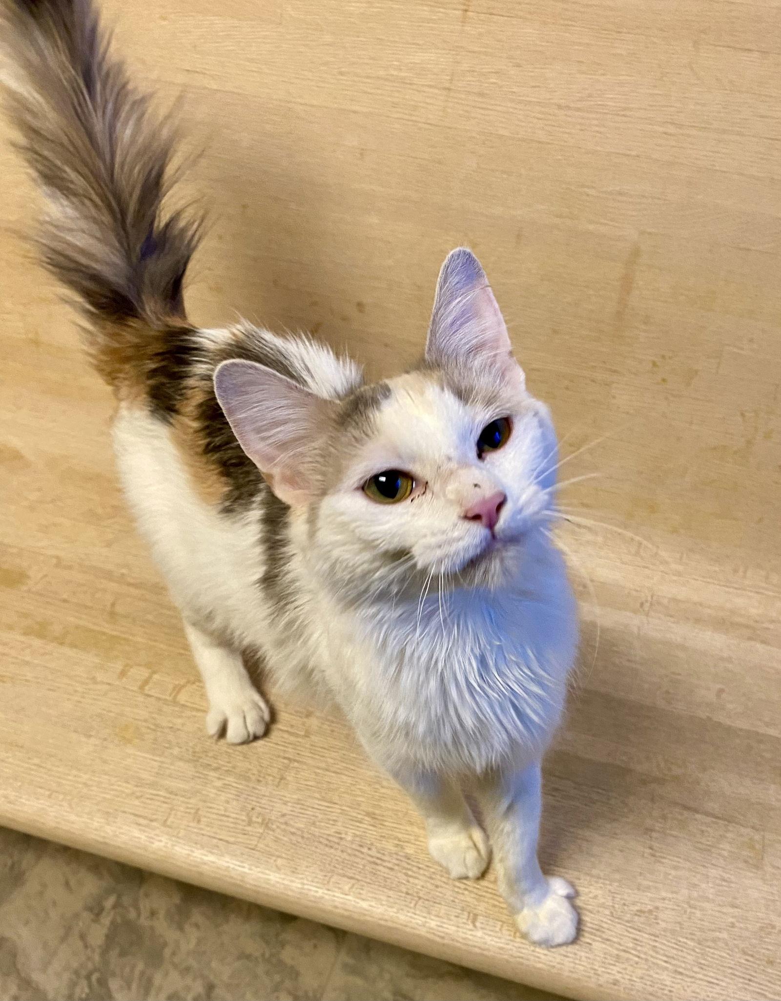 Snow White, Adopted, Adult Female Domestic Medium Hair & Dilute Calico.