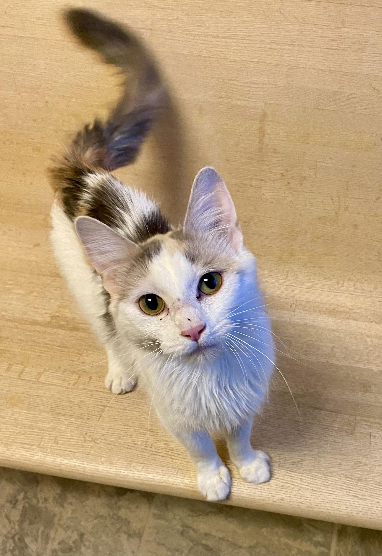 Enlarge Snow White, a Adopted mixed breed in Fargo, ND image 2/2