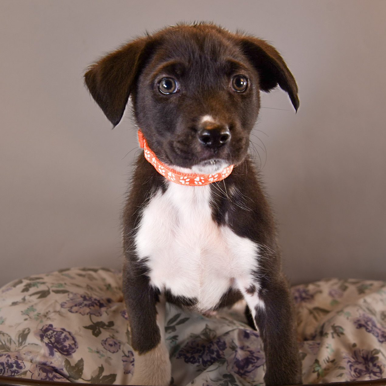Dog for adoption Dog Toys Kong, a Beagle & Australian Shepherd Mix