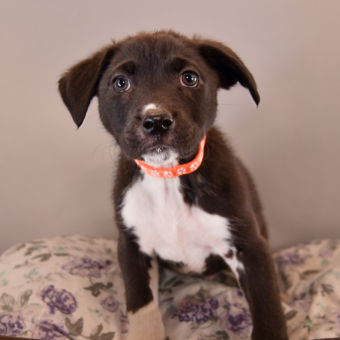 Dog for adoption Dog Toys Kong, a Beagle & Australian Shepherd Mix