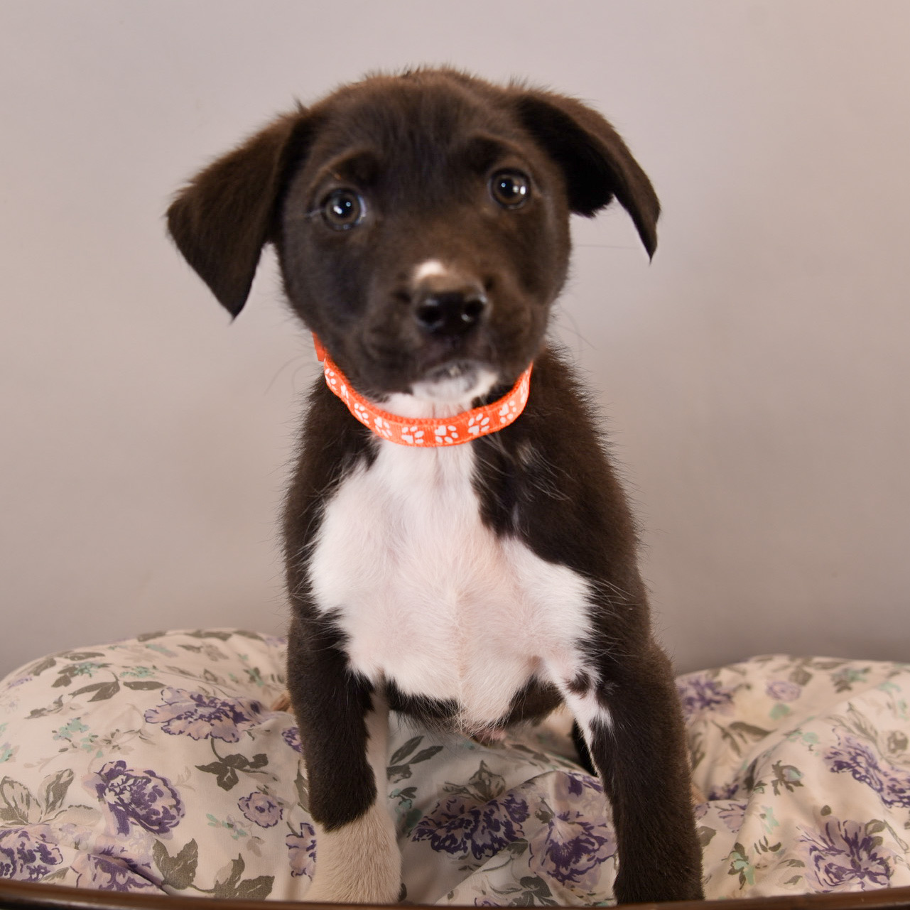 Dog for adoption Dog Toys Kong, a Beagle & Australian Shepherd Mix