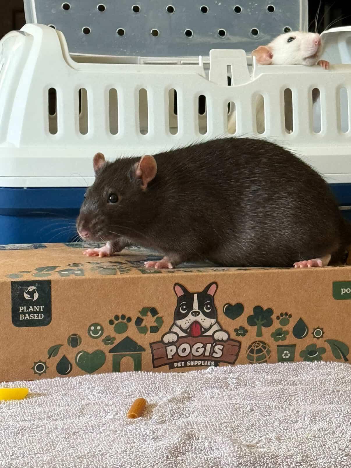 Shark, Opal and Pearl, Adult Male Rat