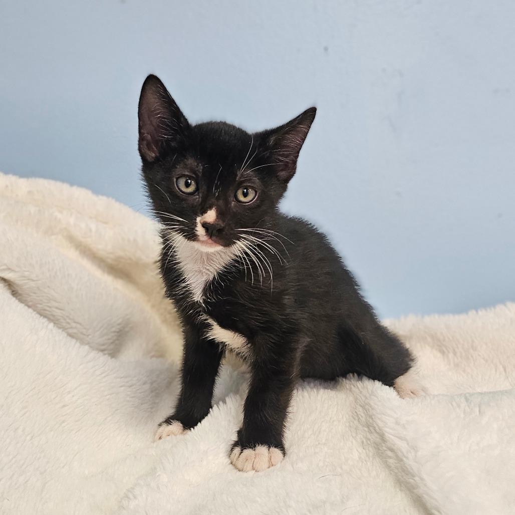 Olaf, Adoptable, Kitten Male Domestic Short Hair.