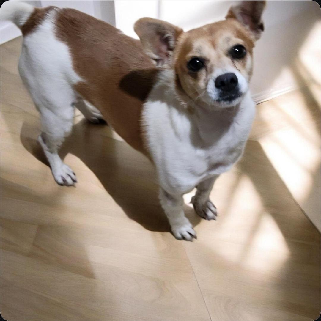 Isabella , a ADOPTABLE mixed breed in Elwood, NJ image 3/5