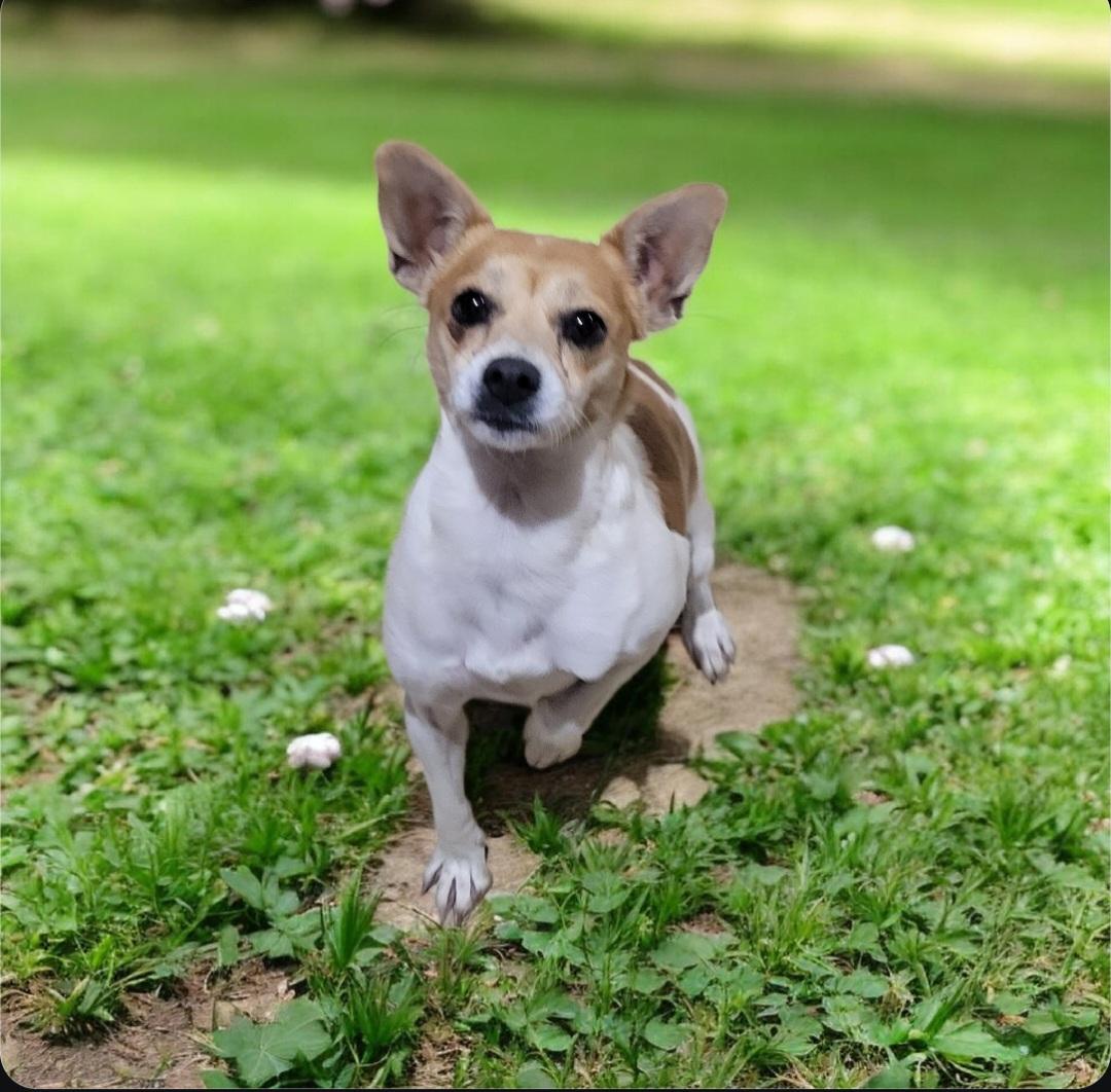 Isabella , ADOPTABLE, Adult Female Chihuahua.