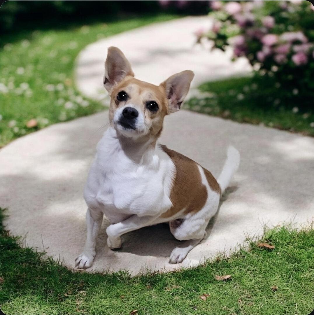 Isabella , a ADOPTABLE mixed breed in Elwood, NJ image 2/5