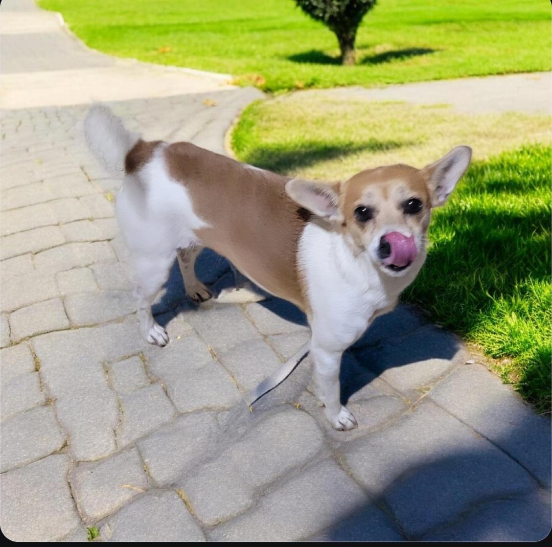 Isabella , a ADOPTABLE mixed breed in Elwood, NJ image 5/5