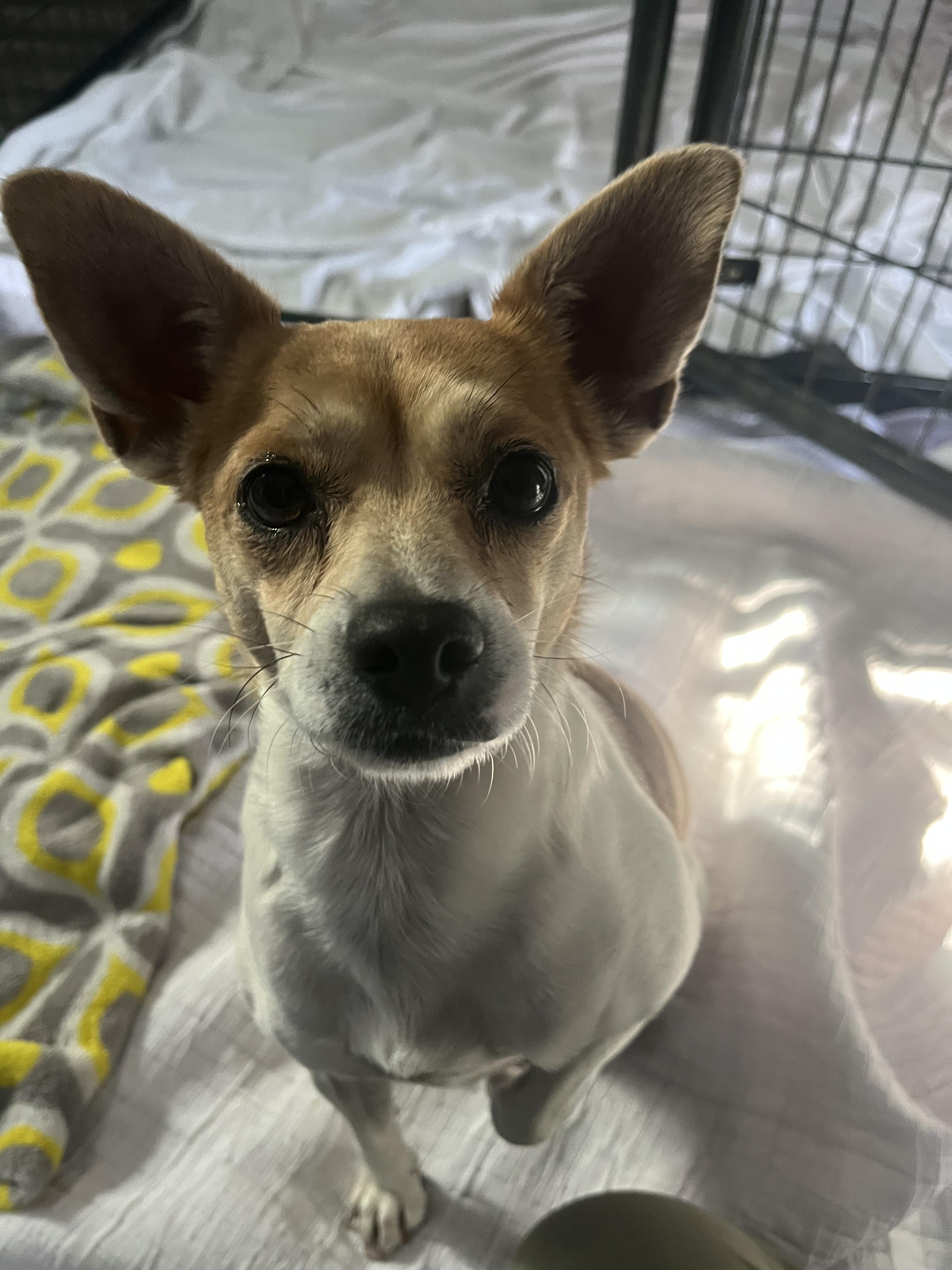 Isabella , ADOPTABLE, Adult Female Chihuahua.