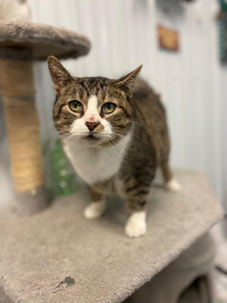 Enlarge Huckleberry, a ADOPTABLE Domestic Short Hair in Calhoun, KY image 3/3