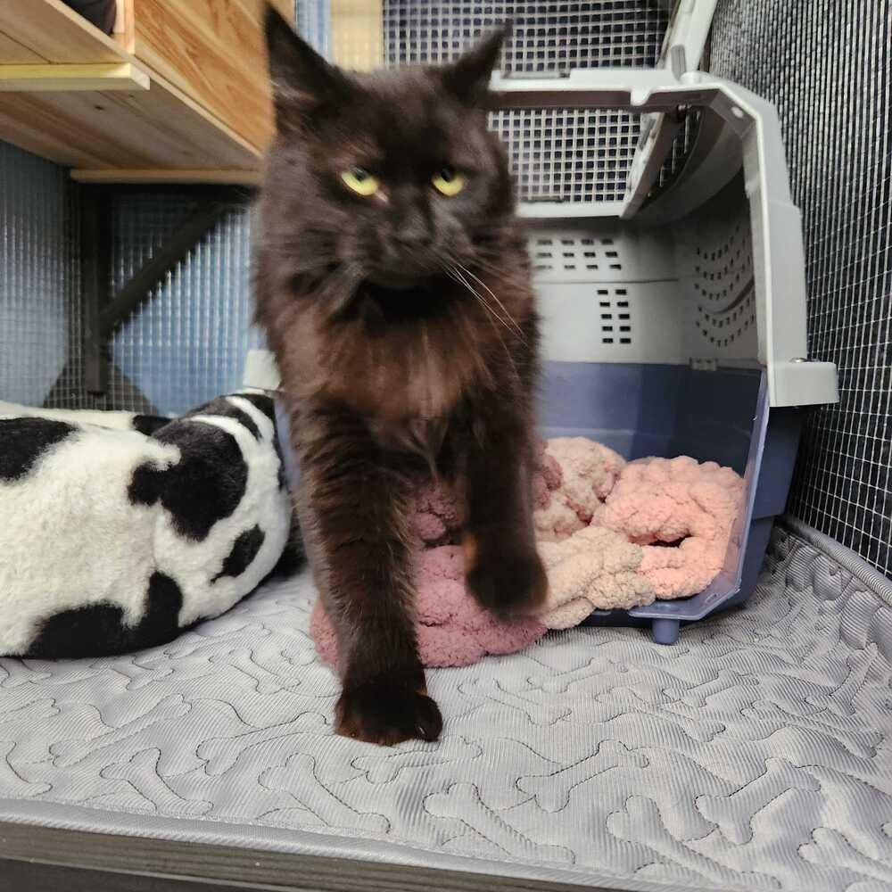 Scarlett thumbnail 2