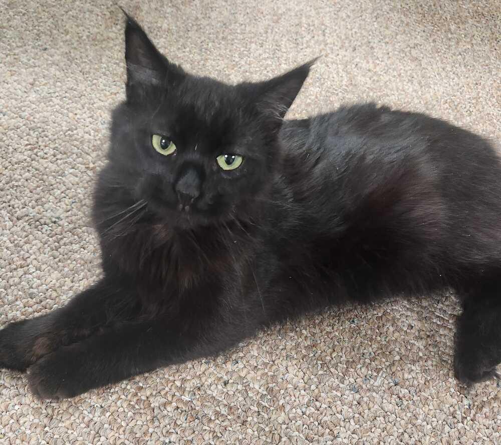 Scarlett thumbnail 3