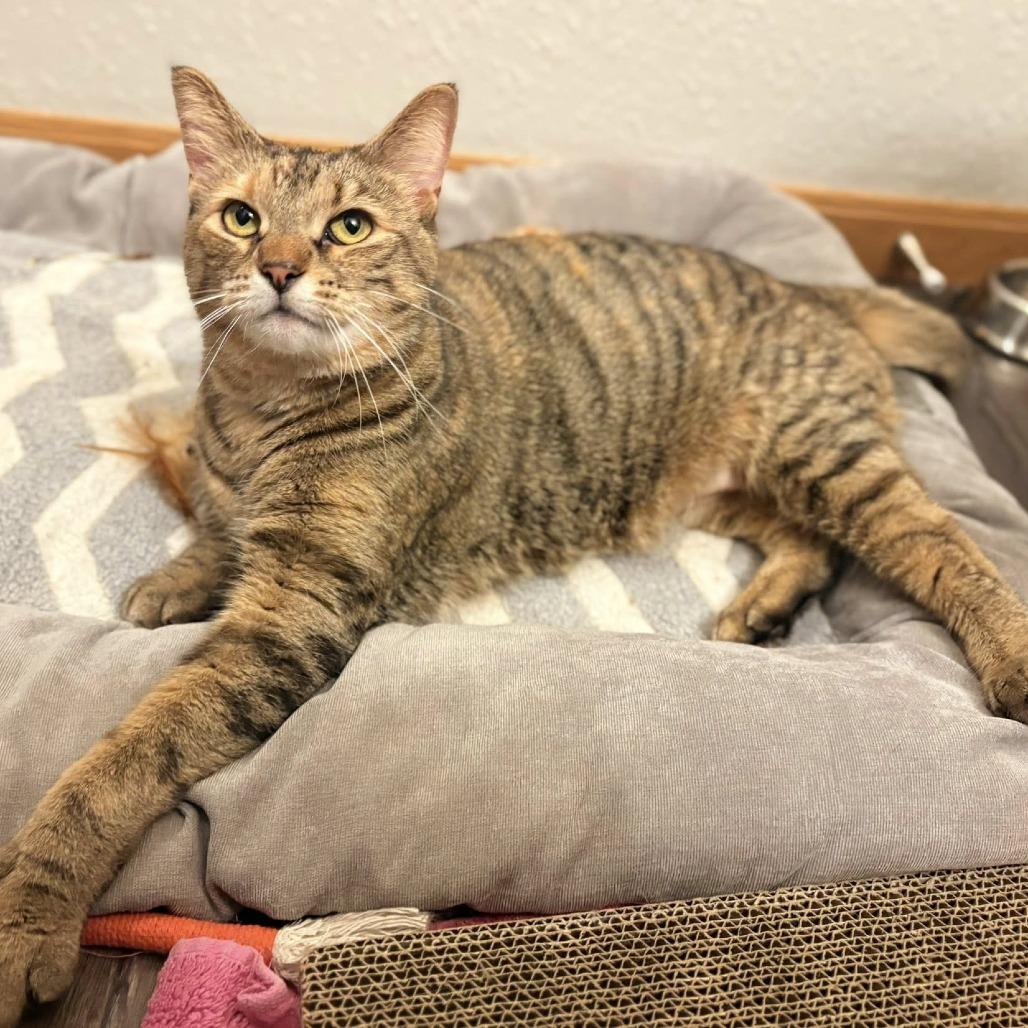 Enlarge Bianca (Holland Cat Cove), a Adoptable Domestic Short Hair in West Olive, MI image 3/6