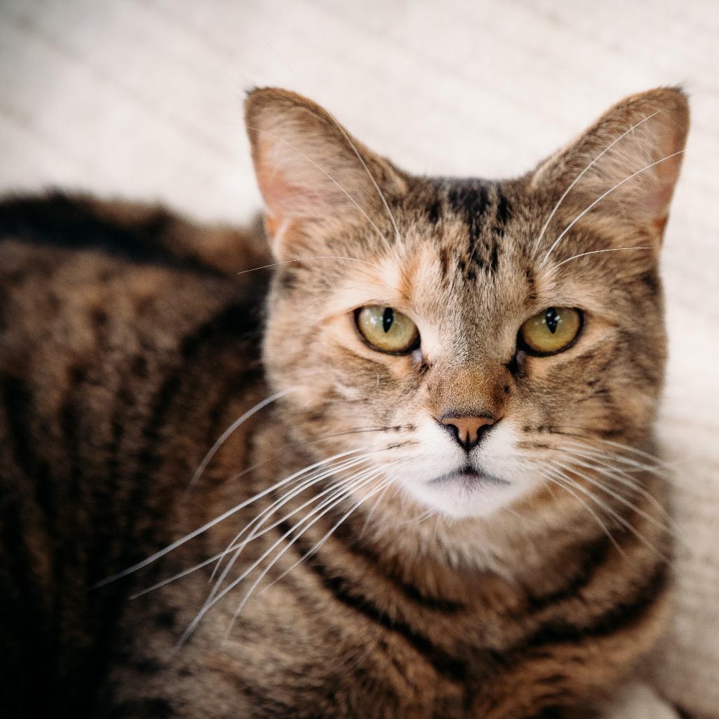 Enlarge Bianca (Holland Cat Cove), a Adoptable Domestic Short Hair in West Olive, MI image 6/6