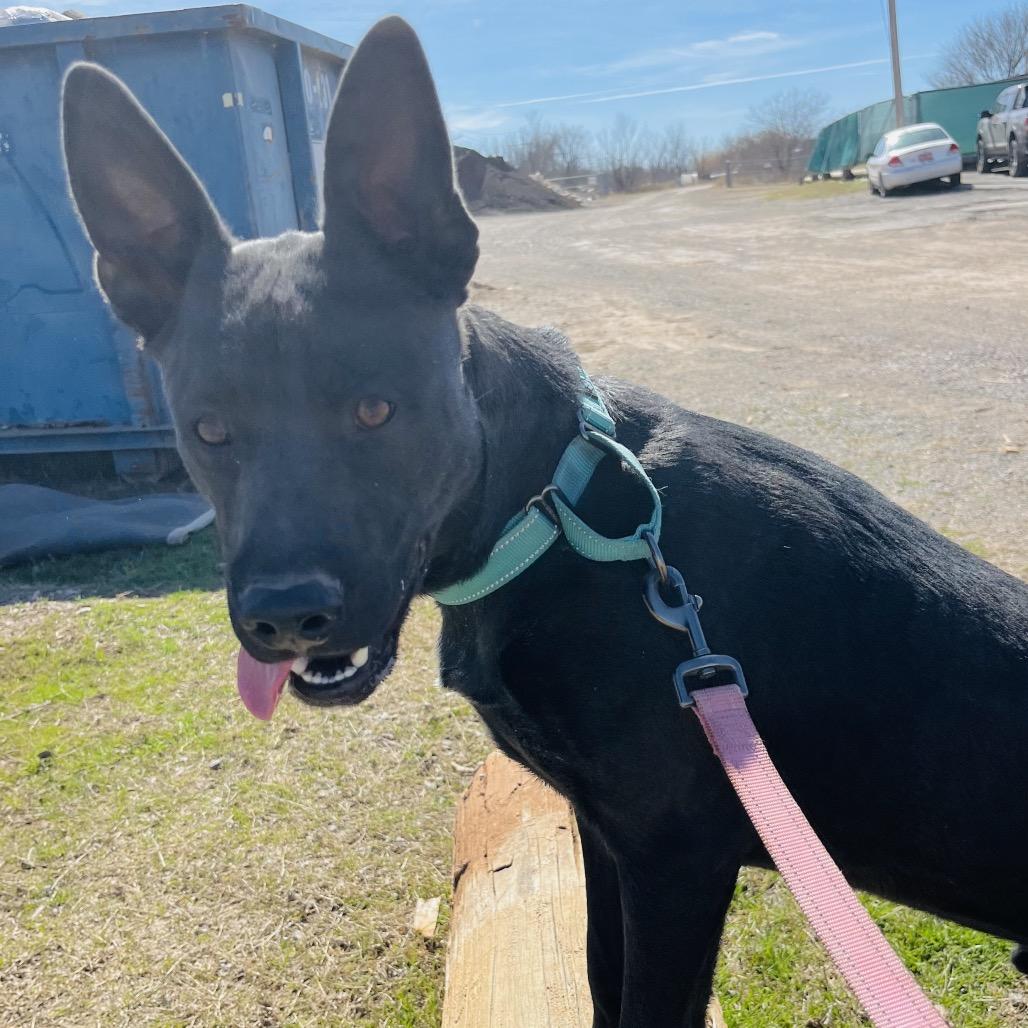 Jagger, Adoptable, Young Male Mixed Breed.