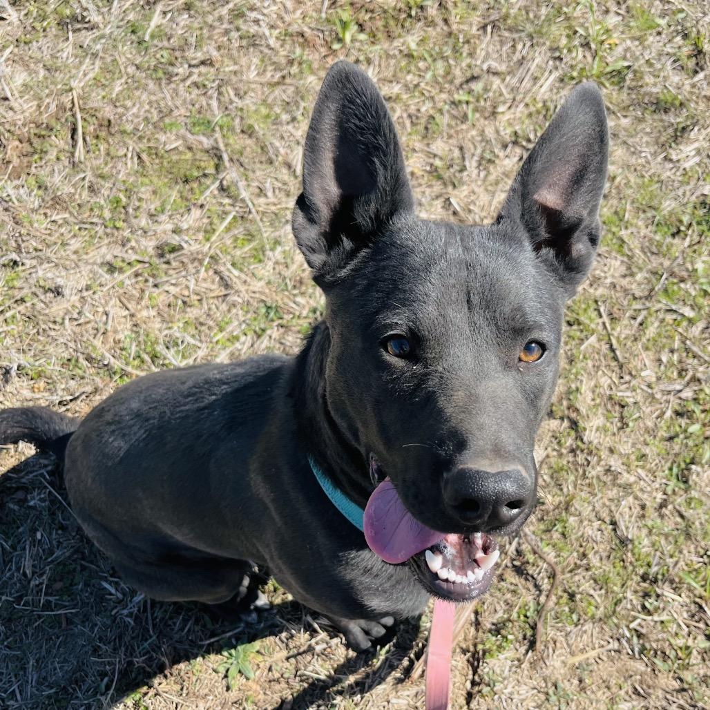 Enlarge Jagger, a Adoptable Mixed Breed in Pauls Valley, OK image 4/6