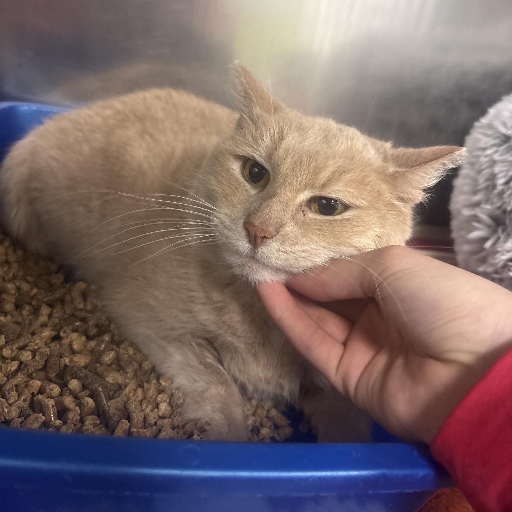 Enlarge Blondie, a Adoptable Domestic Medium Hair in Canastota, NY image 1/1