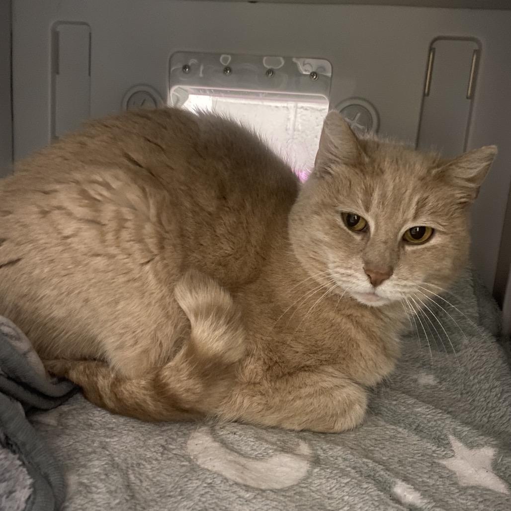 Enlarge Blondie, a Adoptable Domestic Medium Hair in Canastota, NY image 2/4