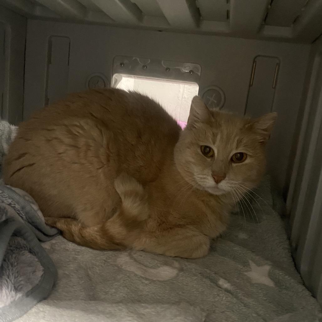 Enlarge Blondie, a Adoptable Domestic Medium Hair in Canastota, NY image 3/4