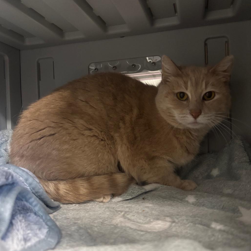 Enlarge Blondie, a Adoptable Domestic Medium Hair in Canastota, NY image 4/4