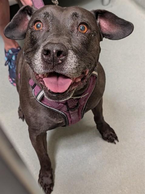 MAKI MAE, Adoptable, Adult Female American Bulldog.